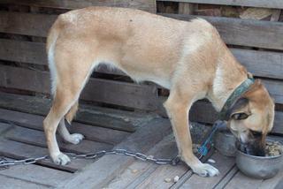 Jak przekazać 1 proc. podatku ? Towarzystwo Opieki nad Zwierzętami prosi o pomoc