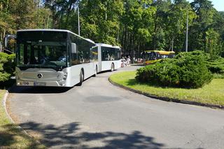 Pierwszy kurs autobusu przegubowego w Grudziądzu