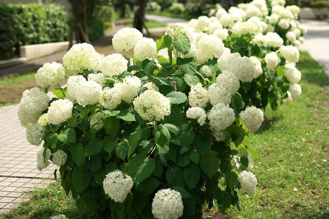 Hortensja drzewiasta 'Anabelle'