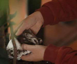 Dziedzictwo (Emanet) odc. 661. Yusuf