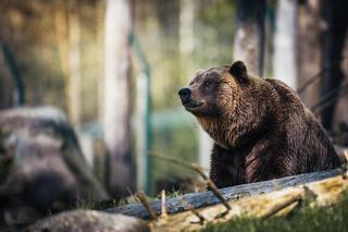 Majówka 2024. Ostrzeżenia przed atakami niedźwiedzi! Mogą być rozdrażnione