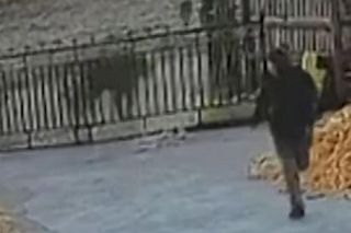 Zobaczył pod domem wielkiego tygrysa. Zdążył zrobić jedno. Zwierzę zaczęło polowanie. Jest nagranie