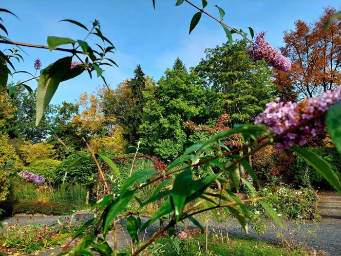 Chodźcie z nami na spacer po Ogrodzie Botanicznym UKW w Bydgoszczy. To ostatnia szansa!