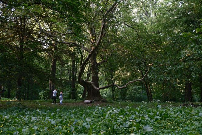 "Rolnik szuka żony"