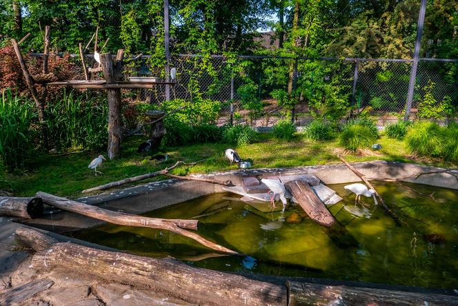 Orientarium ZOO Łódź. Kiedy są kąpiele słoni? Ile kosztują bilety w 2023?