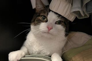 Pobity i skatowany przez właściciela. Kot Pandek przeszedł prawdziwą metamorfozę