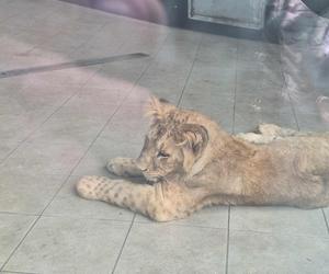 Chorzowskie zoo budzi się do życia ZDJĘCIA