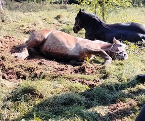 Konie ugrzęzły w bagnie. Gdyby nie interwencja strażaków, mogłoby dojść do najgorszego