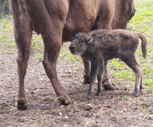 Młodą żubrzyczką w bydgoskim zoo opiekują się babcia i mama. Ona jest od chmur zawracania!