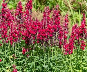 Lobelia szkarłatna