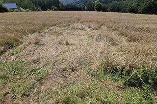 Mała. Szczepan zginął w wypadku BMW [GALERIA]