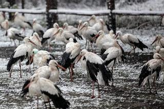 Bociany zostały na zimę w Polsce