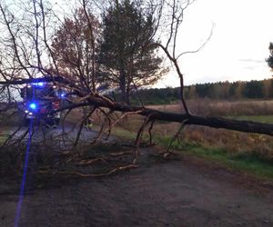 Silny wiatr i ulewy nad Łódzkiem. Strażacy interweniowali ponad 160 razy