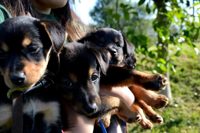 Przygarnij szczeniaczki