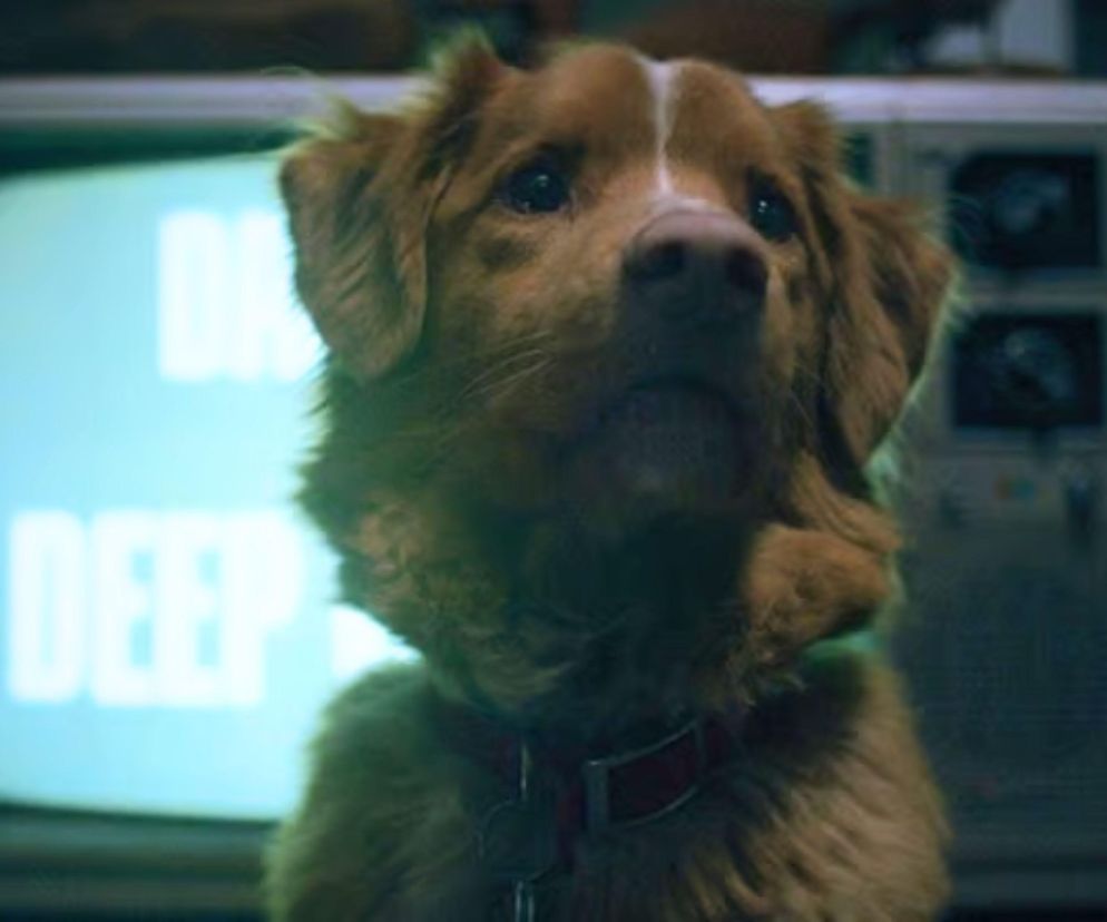 Good Boy - horror o piesku zachwycił krytyków. I złamał im serca