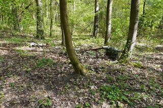 Leży w pobliżu centrum Olsztyna i wygląda bajecznie wiosną. Zobacz piękny rezerwat Mszar [ZDJĘCIA]