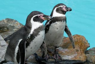 Po ponad 40 latach do Śląskiego Ogrodu Zoologicznego powrócą pingwiny. Wszystko już gotowe [ZDJĘCIA, AUDIO]