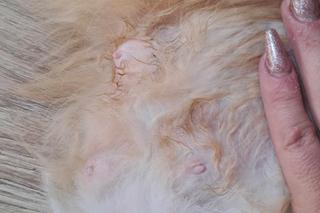 Pet Patrol Rybnik pojechał do Żor. Czym zawiniły te dwie niewinne istoty?