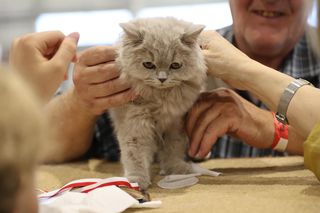 Wystawa kotów rasowych w Lublinie przyciągnęła tłumy!