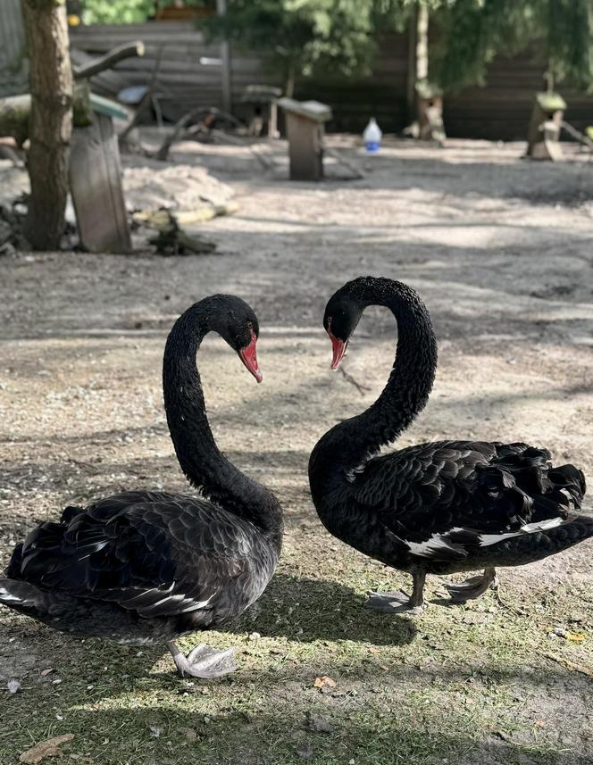 Szalone Małpki nagrywały teledysk w ZOO Leśne Zacisze pod Kielcami