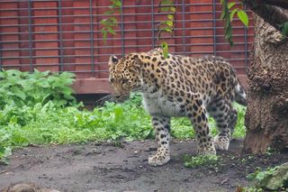 Kicia ze sklejką Nowa mieszkanka zoo w Warszawie. Na wolności żyje tylko 130 osobników