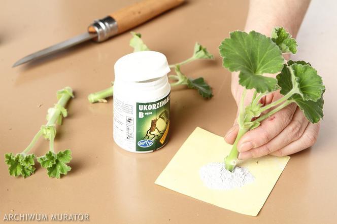 Sadzonkowanie pelargonii