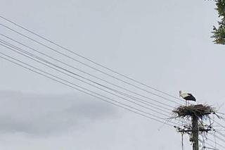 Bociany wygrały z elektrownią