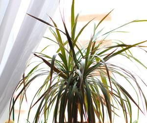 Dracena obrzeżona