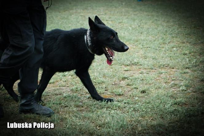 Gorzów policja pies