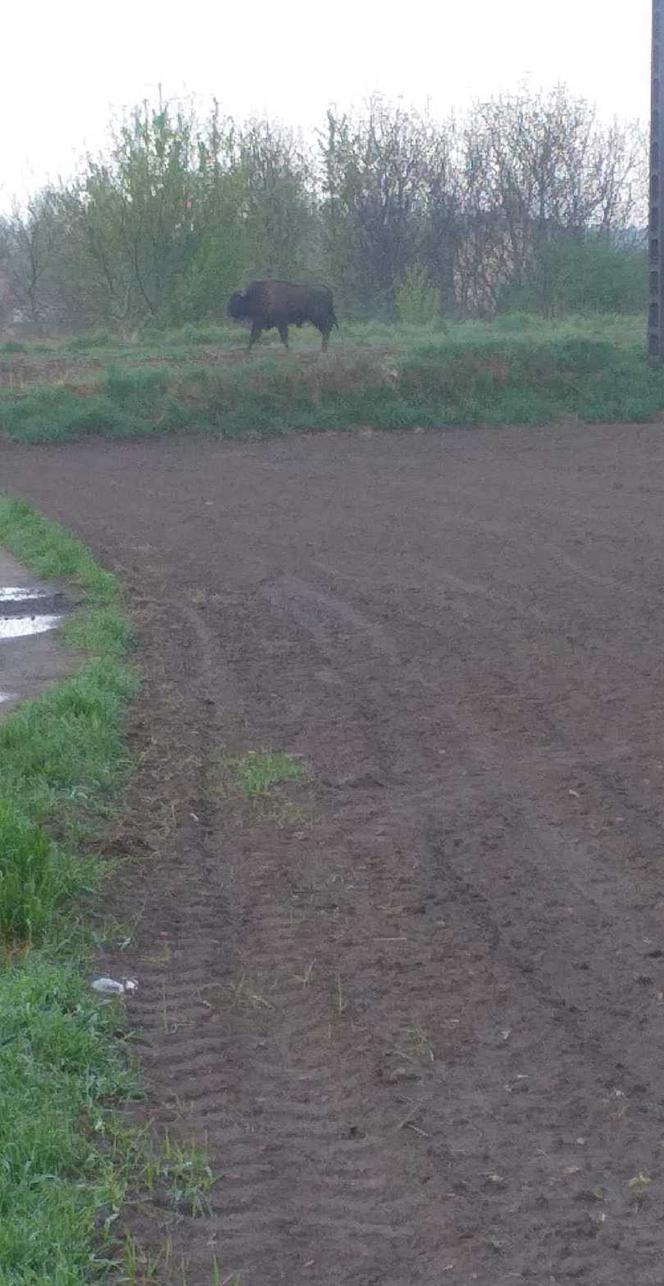 Żubr WĘDRUJE po Podkarpaciu. "Od pierwszych dni życia miał ciągoty turystyczne" [ZDJĘCIA]