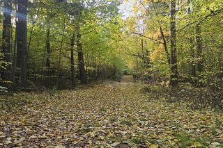 To najpopularniejsze miejsce na spacery w Olsztynie. Zobacz Las Miejski w jesiennych barwach [ZDJĘCIA]