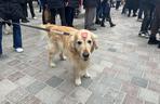 Golden Retriever WOŚP 2024 w Poznaniu. Psiaki też zbierają na dzieciaki. Kwesta na WOŚP i pokazy Golden Retrieverów 