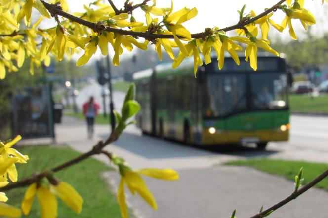 Wielkanocny rozkład jazdy tramwajów i autobusów