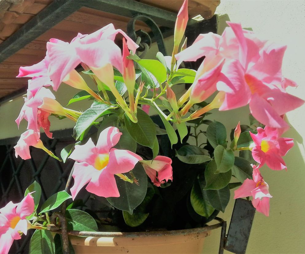 Dipladenia