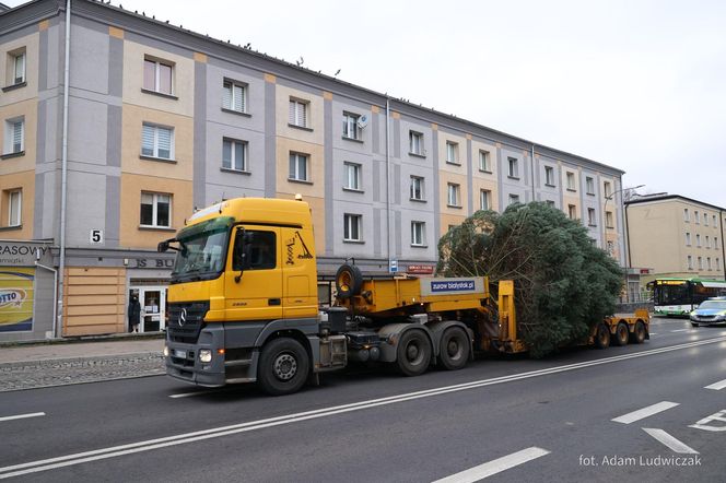 12-metrowa choinka przyjechała na Rynek Kościuszki w Białymstoku