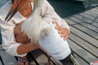 Ranny bocian po zderzeniu z dronem.