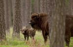 Puszcza Białowieska – ostatnia taka puszcza w Europie