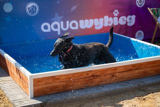 WrocŁapka i Aqua-Wybieg dla psów we Wrocławiu