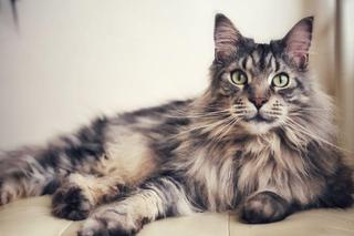 Maine Coon
