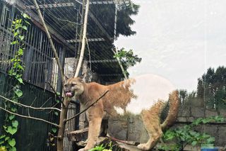 Sąd w Zawierciu skazał właściciela Nubii. Sprawą pumy żyła cała Polska