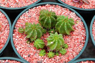 Astrophytum capricorne