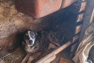 Seniorka znęcała się nad Łatkiem i Reksiem! Szokujące metody. Biła, kiedy zasłużyły [ZDJĘCIA]