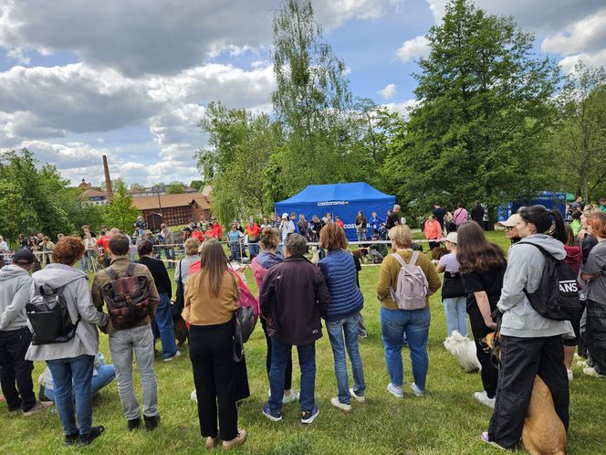 Festiwal Przyjaciół Zwierząt w Olsztynie. Park Centralny opanowały radosne pieski