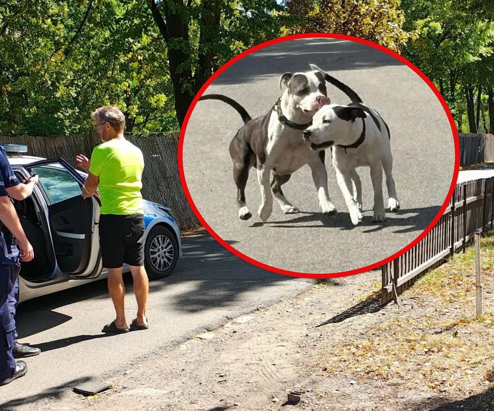 Sąsiedzi są bezradni. Agresywne pitbulle sieją postrach w dzielnicy