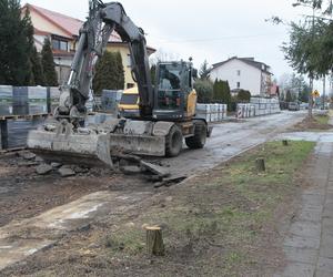  W Wołominie wycinają drzewa na potęgę! Mieszkańcy są wściekli