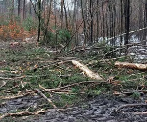 Trwa wycinka drzew w Kraśniku. Mieszkańcy się oburzają, a leśnicy tłumaczą to wymianą pokoleń