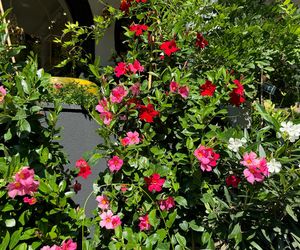 Dipladenia, mandevilla
