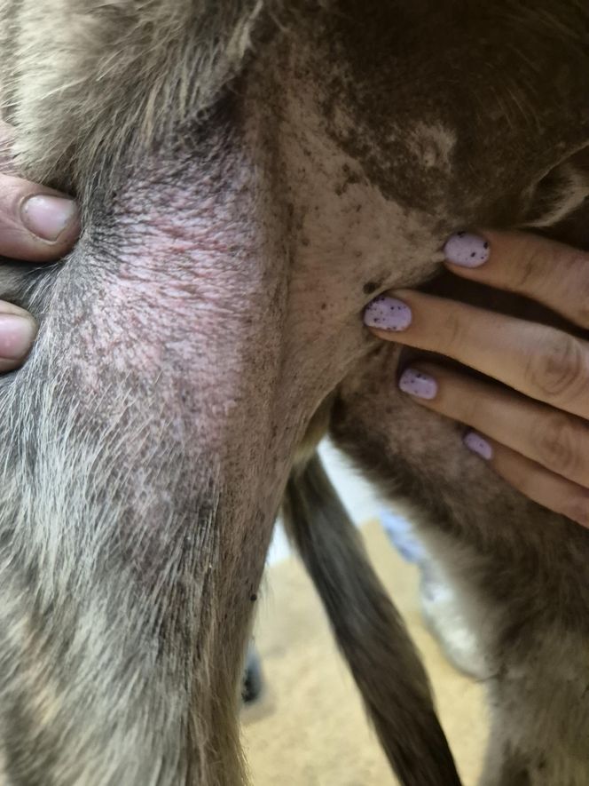 Dramat w Pruszkowie. Przetrzymywał zwierzęta w skandalicznych warunkach. Właściciel próbował się ich pozbyć