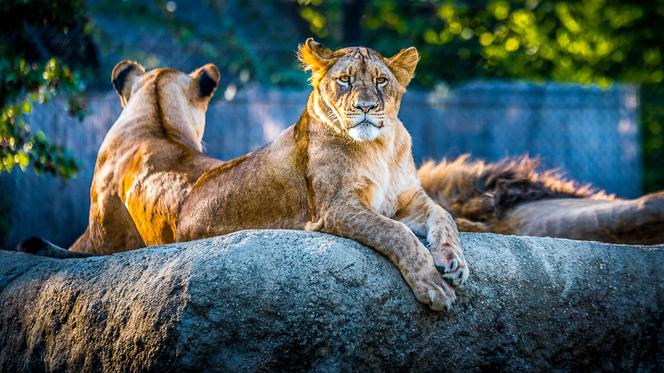 #ZOOstańwdomu i sprawdź, co słychać u zwierzaków z warszawskiego ZOO! Kiedy, gdzie i jak oglądać relację? 