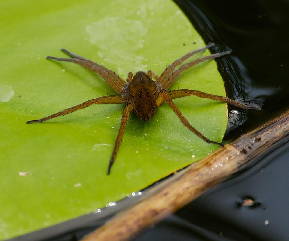 Wyjeżdżacie nad wodę? Uważajcie na największego pająka w Polsce!
